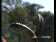 Snake Charmer 2 444